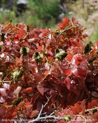 Image result for Brachystegia spiciformis