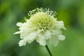 Image result for Cephalaria