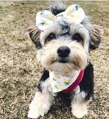 Lemon Dog Hair Bow Clip Girl Dog Bow Hair Clip For Dogs Etsy In 2021 Dog Hair Bows Girl And Dog Girl Dog Accessories
