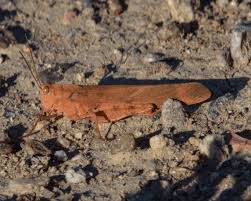 Image result for Dissotis caloneura