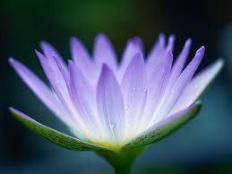 We did not find results for: The Many Symbolic Meanings Of The Lotus In Buddhism