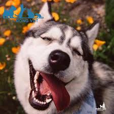 Dòng Chó Husky Siberian Ngáo ăn gì? Đặc điểm thế nào? – Tin Động Vật