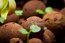 Hydroton clay pebbles growing media expanded clay rocks for hydroponic syst t hl. Pin On Cannabis