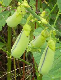 Image result for Crotalaria schliebenii