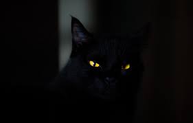 Explore over 6280 high quality clips to use on your next personal or commercial project. Wallpaper Dark Animals Eyes Cat Cats Look Yellow Eyes Spooky Black Wallpaper Stare 4k Ultra Hd Background Striking Eyes Images For Desktop Section Koshki Download