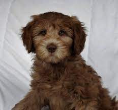 Ontario Labradoodle Breeder Specializing In Australian Labradoodles In All Sizes Parents Fully H Labradoodle Labradoodle Puppy Australian Labradoodle Puppies