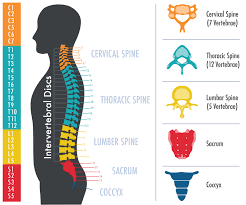 Image result for Lumbar vertebrae