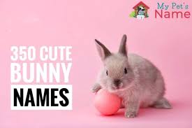Black And White Bunny Names Boy Bunny Names 350 Most Popular Rabbit Names My Pet S Name