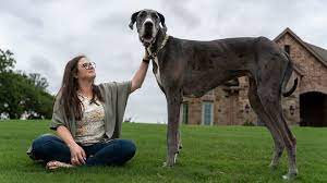 أطول كلاب العالم اسمه 