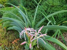 Image result for Crinum buphanoides