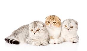 Maybe you would like to learn more about one of these? Scottish Fold Cat Breeders And Information