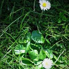 It is perfectly safe for both vegetables and flower gardens alike and will have your plants blooming like never before. Identify Lawn Weeds With Little Yellow Flowers