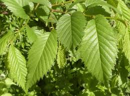 Image result for Ulmaceae