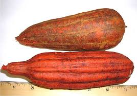 Image result for Luffa acutangula
