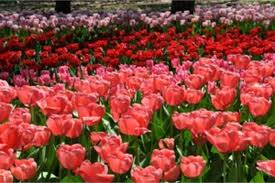 Maybe you would like to learn more about one of these? Spring Color In Arkansas