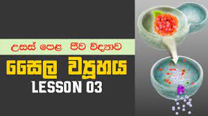 Maybe you would like to learn more about one of these? Cell Structure In Sinhala à·ƒ à¶½ à¶º à¶ à¶½à¶±à¶º à·„ à·ƒ à¶° à¶»à¶«à¶º Biology Sinhala Lessons Youtube