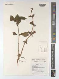 Image result for Dyschoriste tanganyikensis