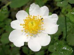 Image result for Rosa sp.
