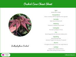 Image result for Bulbophyllum burttii