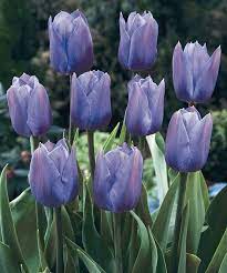 Beautiful Periwinkle Colored Tulips Greengardenblog Comgreengardenblog Com Blue Tulips Tulips Tulip Seeds