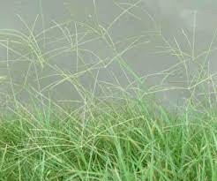 Image result for Digitaria seriata