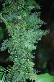 Image result for Polyphlebium