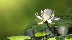 A collection of the top 55 white lotus wallpapers and backgrounds available for download for free. Free Download Wallpaper For Computers White Lotus Flower Exposed To Sunlight 1920x1080 For Your Desktop Mobile Tablet Explore 45 Lotus Flower Wallpaper For Computer Lotus Wallpaper For Walls Lotus