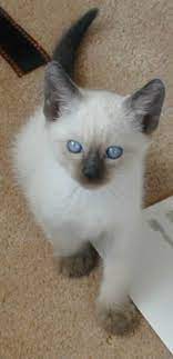 180 Stunning Siamese Cats Ideas Siamese Cats Cats Siamese
