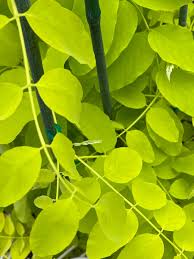 Image result for Robinia