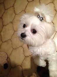 All my research says all pure maltese are white. Cute Maltese Hair Cuts And Styles