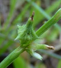 Image result for Oxygonum