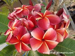 Gina Red Www Thai Plumeria Com Frangipani Plumeria Adenium
