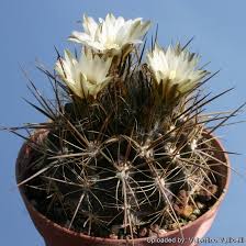 Image result for Tinnea eriocalyx