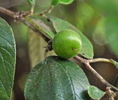 Ya daun bidara ini memang tumbuh dari pohon berduri. Indian Jujube Ziziphus Mauritiana Feedipedia