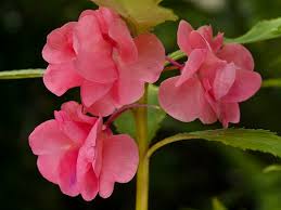 Pick a perfect name from the vast collection of names. List Of The Most Popular Flowers Names In Urdu India Gardening