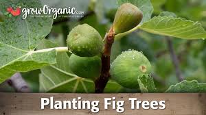 If the fig is severely. Planting Organic Potted Fig Trees Youtube
