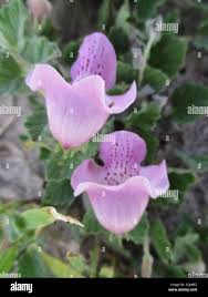 Image result for Dicerocaryum eriocarpum