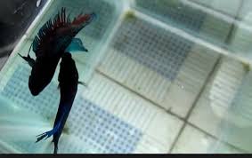 Cara Budidaya Ikan Cupang Terlengkap Dengan Perawatannya Ikan Cupang Ikan Perawat