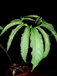Image result for Sauromatum venosum