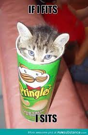 Funsubstance Fresh Cats Funny Cat Pictures Kittens Cutest