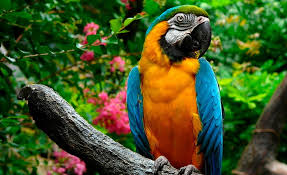 The animal kingdom has an amazing species richness to offer! Gold And Blue Macaw Hd Wallpapers Free Download Wallpaperbetter