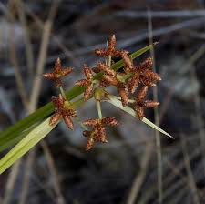 Image result for Hypolytrum