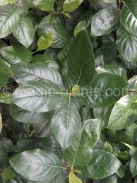 Image result for Catha edulis