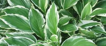 Forms a low, dense mound making this. Hosta Hosta Ginko Craig