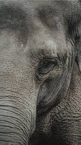 Best Wildlife Iphone Wallpapers Hd 2020 Ilikewallpaper Every free wallpaper is shot in hd and optimized for your screen. best wildlife iphone wallpapers hd
