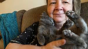 Introduction to Cookie, a possible Nebelung cat breed