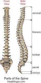 Backbones are typically fiber optic trunk lines. Parts Of The Spine Anatomy Picture Spinal Column Backbone Healthhype Com