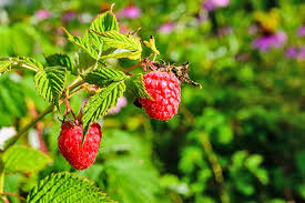 Today, raspberry leaves are often used to facilitate easier labor, although it is not known why the raspberry generally grows wild, and the leaves can be collected during early summer, while the. The Top 13 Raspberry Varieties To Grow In Zones 3 9 Gardener S Path