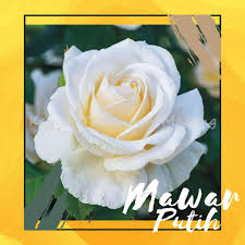 26 download gambar bunga mawar hitam kuning dll. Tanaman Hidup Bunga Mawar Putih Bibit Hidup Bukan Biji Bergaransi Shopee Indonesia