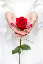 Pin By Mano On Dp Flowers For You Hand Flowers Single Red Rose